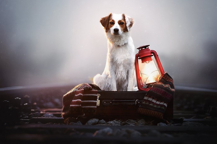 Dog sitting on a suitcase with a lantern on train tracks