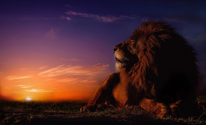 Lion resting at sunset