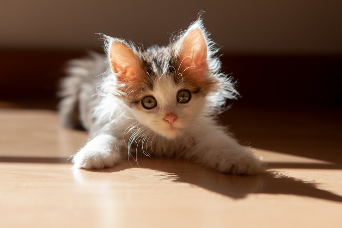 A fluffy kitten with white, brown, and gray fur lies on a wooden floor.