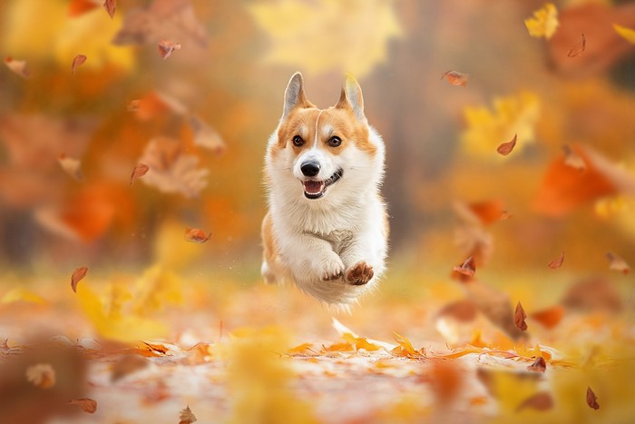 Pembroke Welsh Corgi jumping through autumn leaves