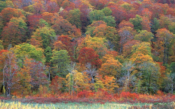 Autumn forest with colorful trees and foliage