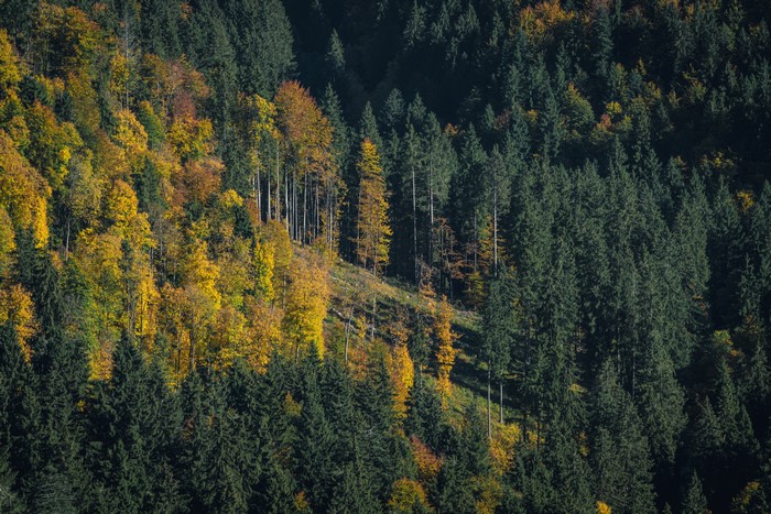 Autumn forest landscape with colorful trees