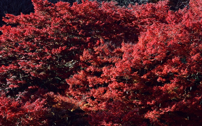 Red Maple Trees in Autumn