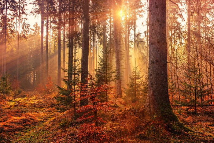 4K Sunrise in a Fall Forest