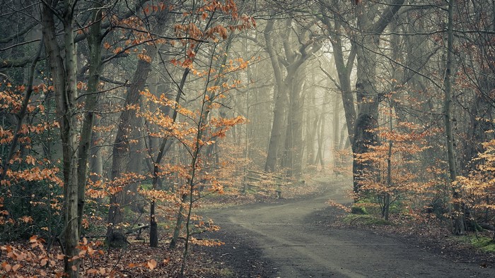A foggy forest road in autumn with fallen leaves