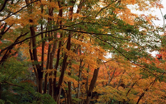 Autumn trees with colorful foliage