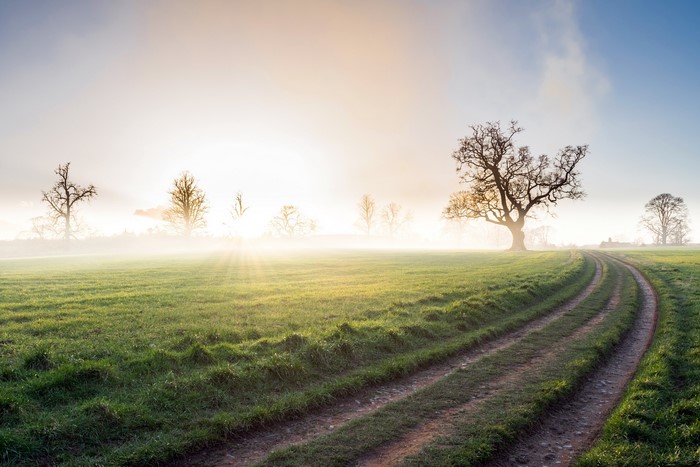 Misty field with trees and a dirt road at sunrise