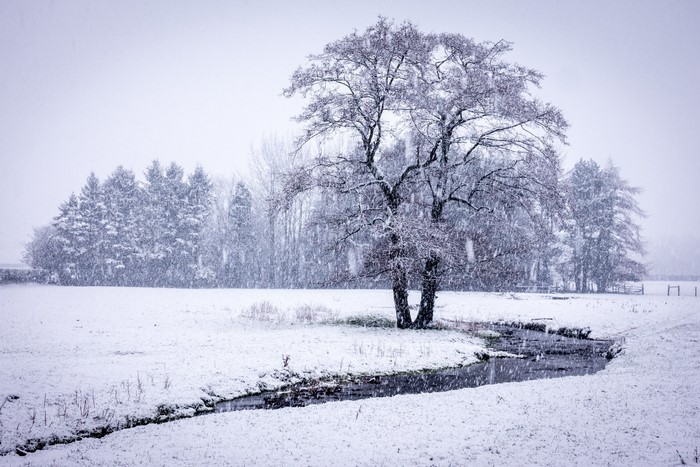 Winter landscape with snow falling on trees and a stream
