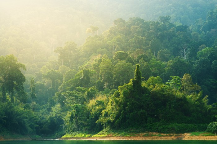 Misty jungle landscape with a body of water