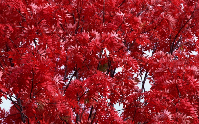 Close-up of bright red autumn leaves on branches
