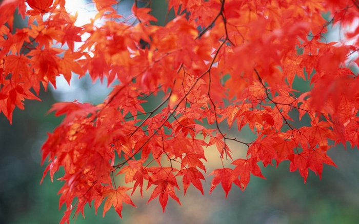 Red maple leaves on branches in autumn