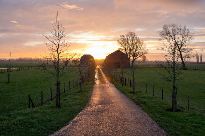 Farm road at sunrise with bare trees