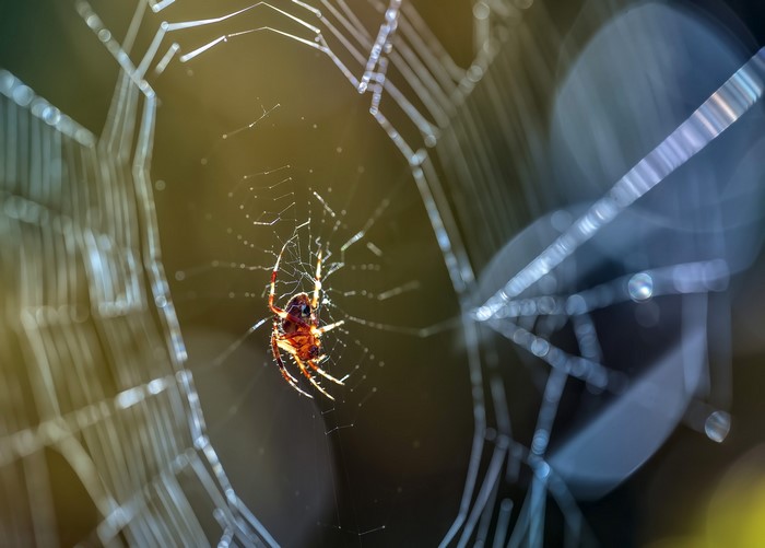 Spider on a web