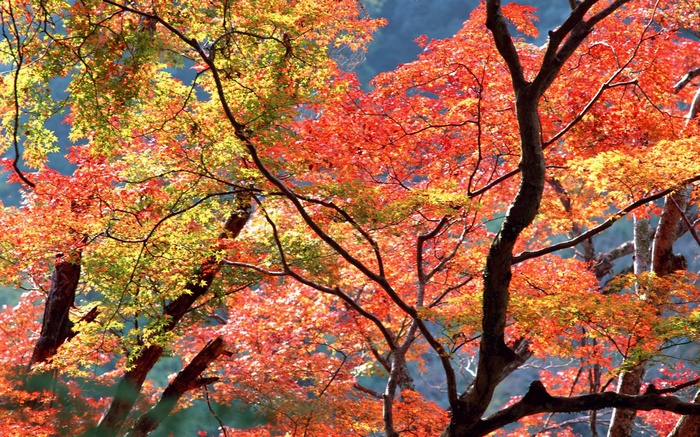 Autumn leaves on trees with dark branches