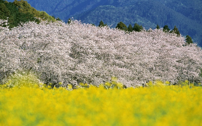 Cherry blossoms and yellow flowers with mountains