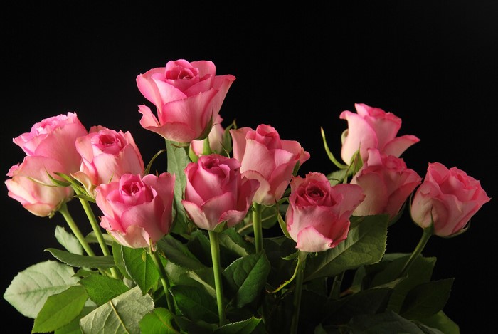 Pink roses on a black background
