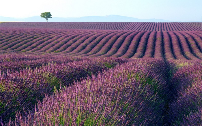 Lavender field with a lone tree on a hill