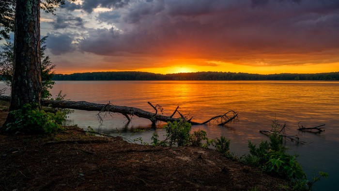 Sunset over a lake with a fallen tree