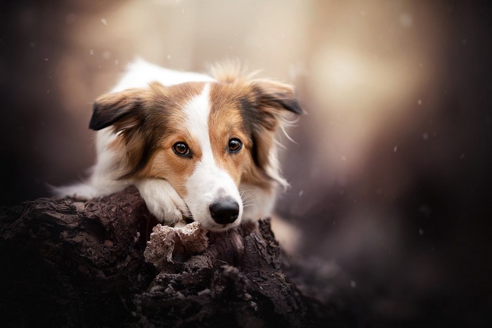 A dog rests its head on a log