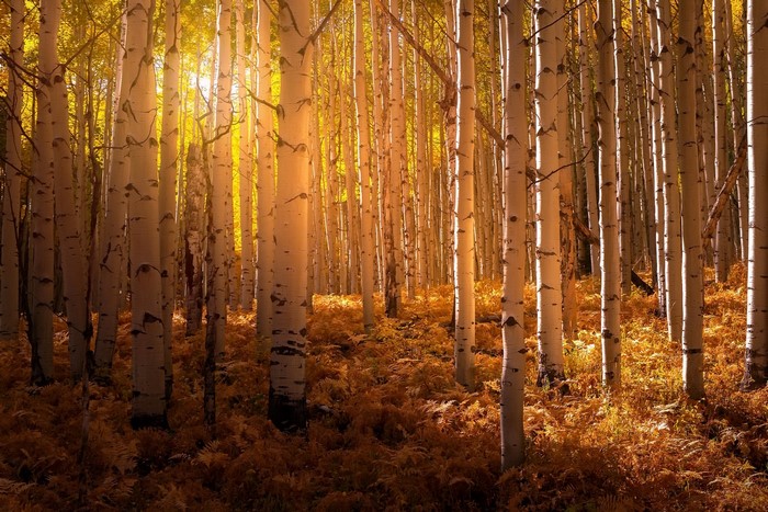 Sunlight filtering through a birch forest in autumn
