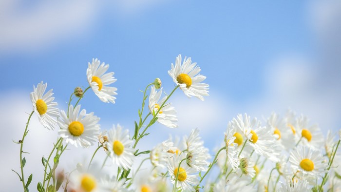 White daisies against a blue sky