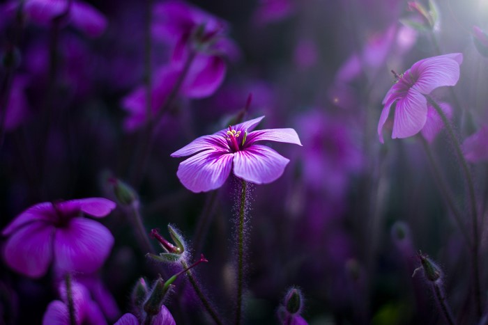 Close-up of purple flowers with soft lighting