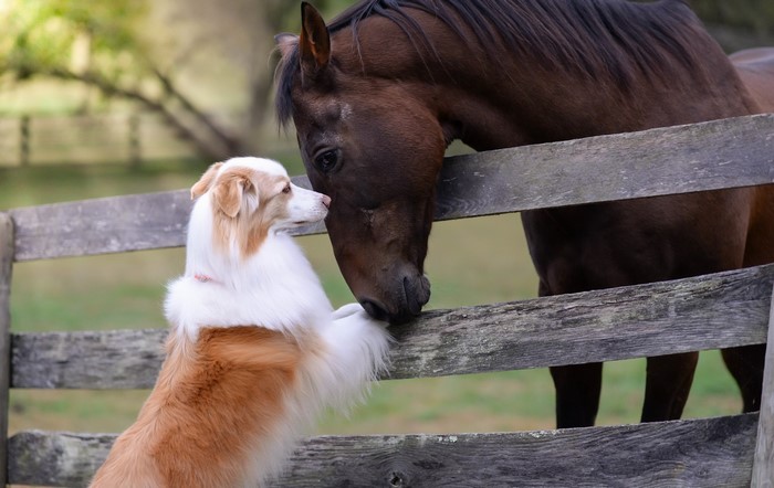 Dog and horse meet at a wooden fence