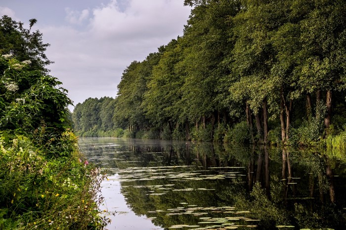 A calm river lined with trees and plants