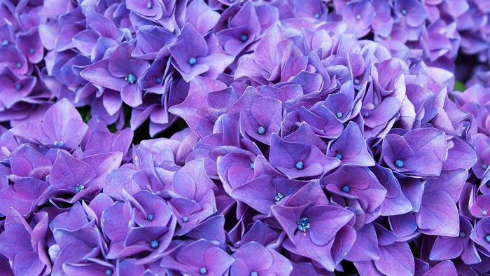 4K Violet and Lilac Hydrangea Flowers