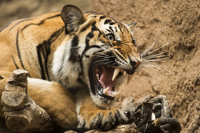 Tiger roaring with sharp teeth bared