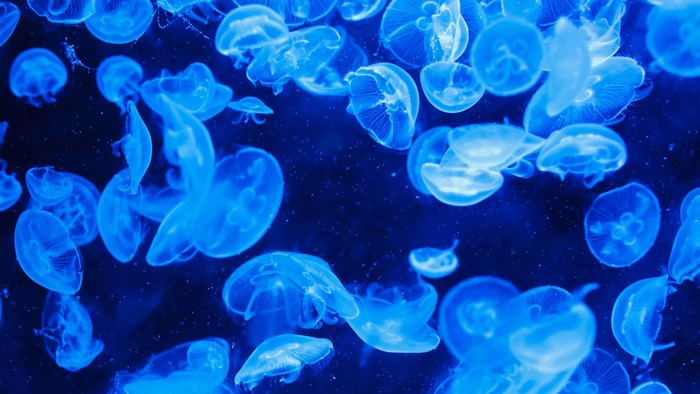Blue jellyfish in dark water