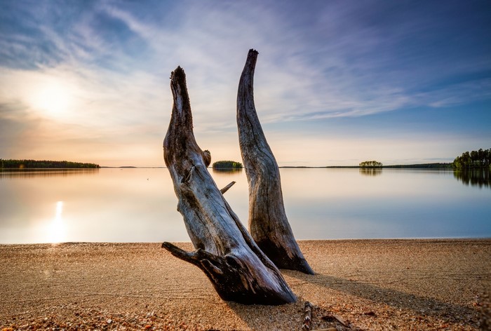 Two dead trees on a sandy beach by a calm lake at sunset