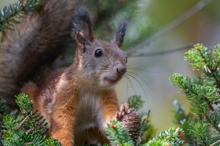 A squirrel holding a pine cone in a pine tree