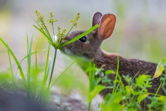A rabbit eats grass in a field