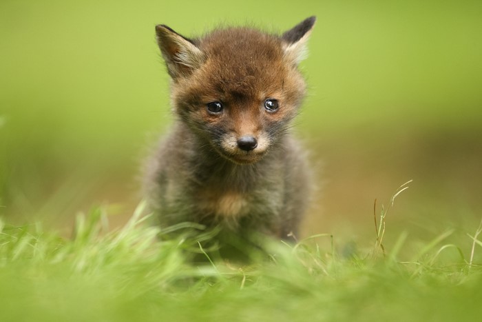 Baby fox sitting in green grass