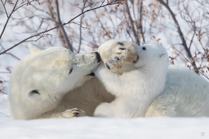 Polar bear mother and cub playing in the snow
