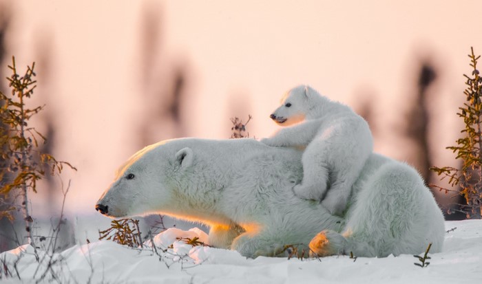 Polar bear mother and cub in the snow