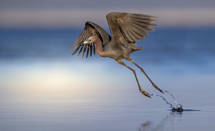 A Little Blue Heron takes flight from the water