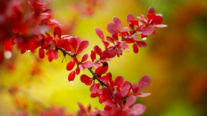 Red leaves and berries on a branch