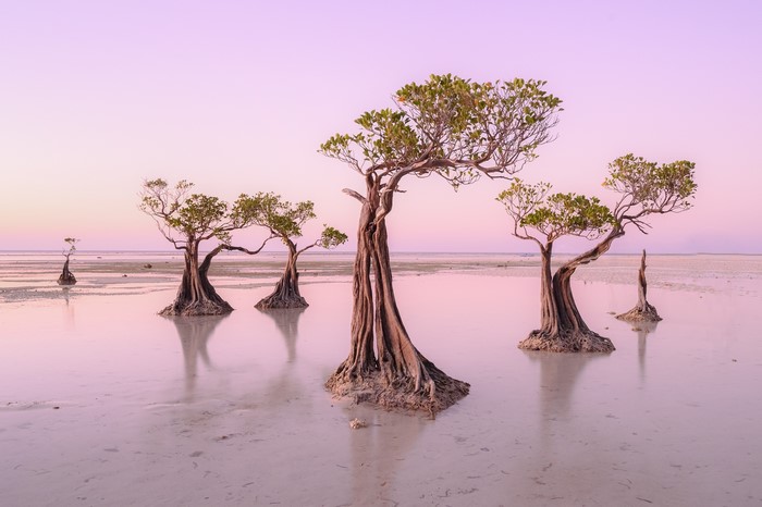 Mangrove trees in shallow water at sunrise
