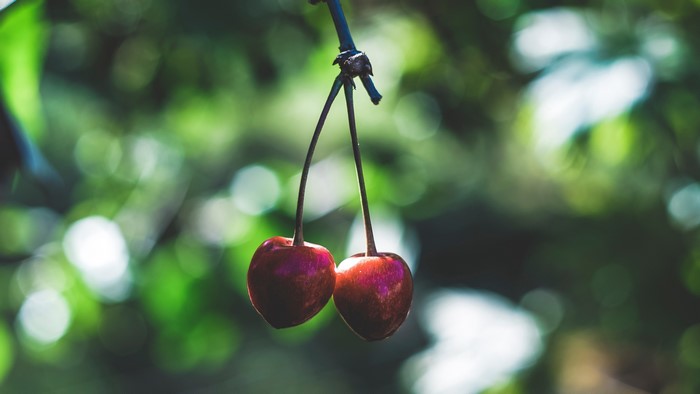 Two cherries hanging from a branch