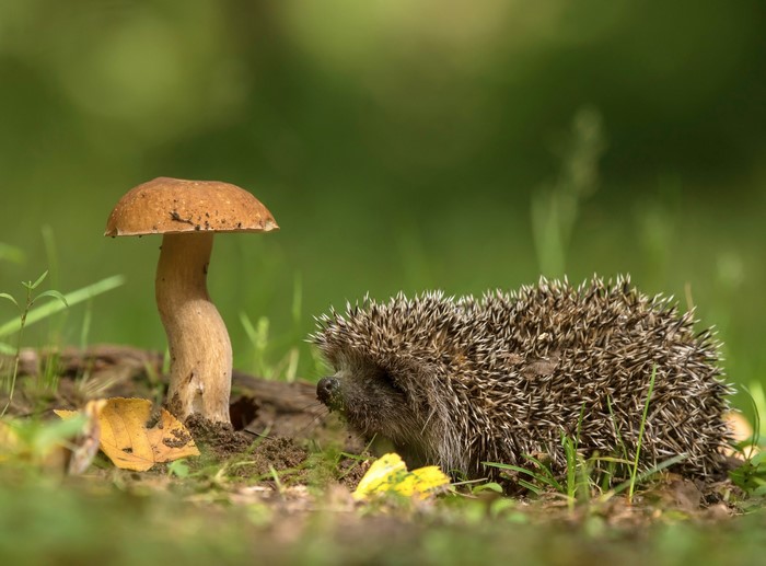 Hedgehog and mushroom in a forest