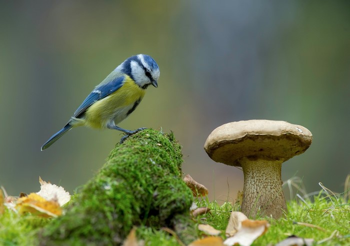 Blue tit bird on mossy log near mushroom