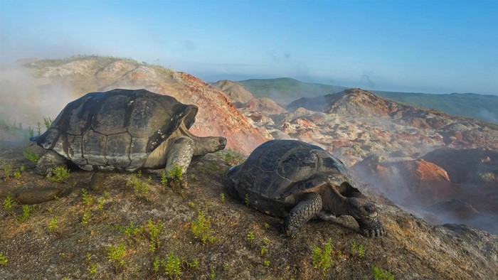 Galapagos Tortoises in a Volcanic Landscape