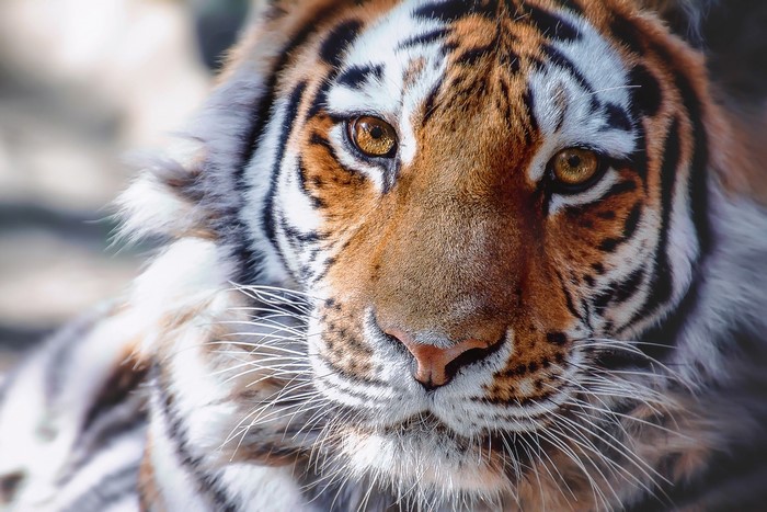 Close-up of a tiger's face