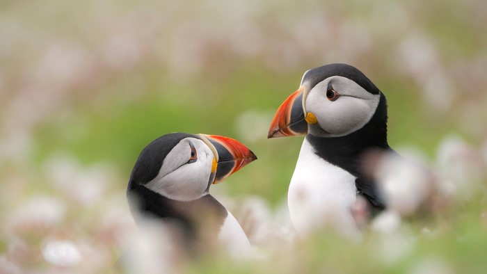 Two puffins in a field of flowers