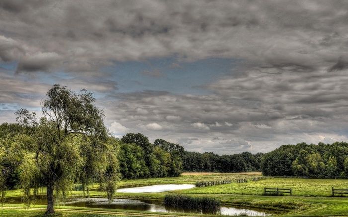 Weeping willow tree by a pond under a cloudy sky