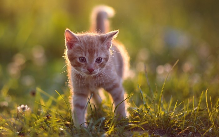 Ginger kitten walking in grass at sunset
