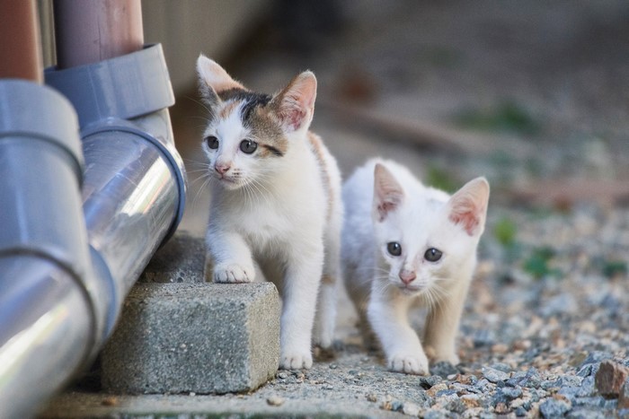Two kittens near pipes and gravel