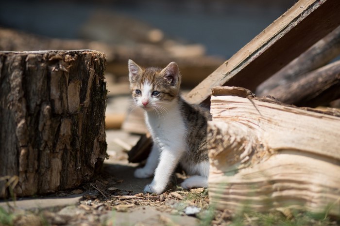 Kitten peeking from behind logs outdoors